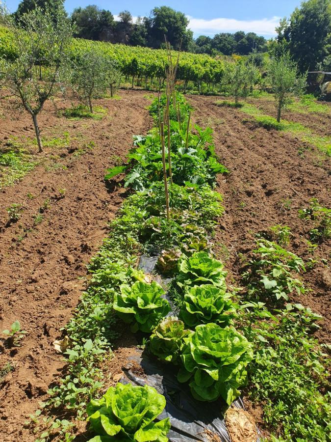 Farm stay Azienda Agricola Sinisi *