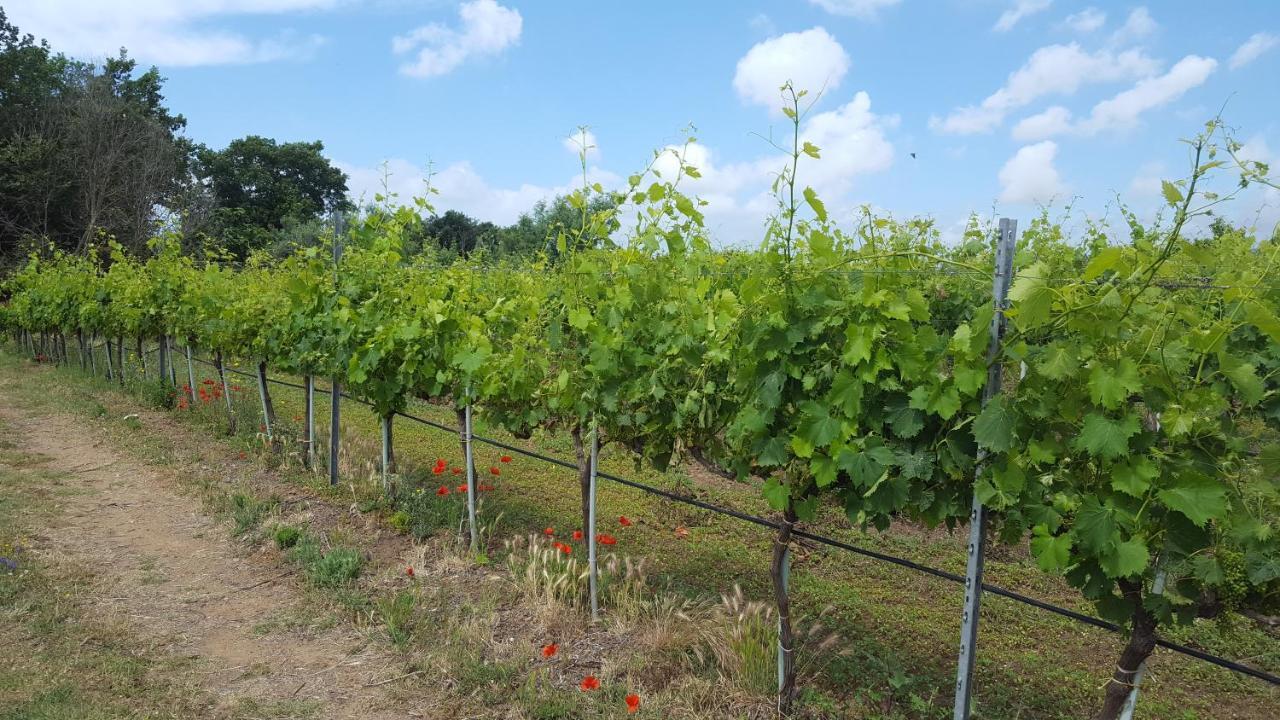 Azienda Agricola Sinisi Farm stay