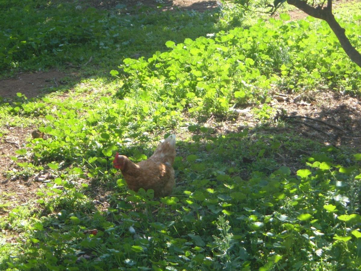 Farm stay Azienda Agricola Sinisi Cerveteri