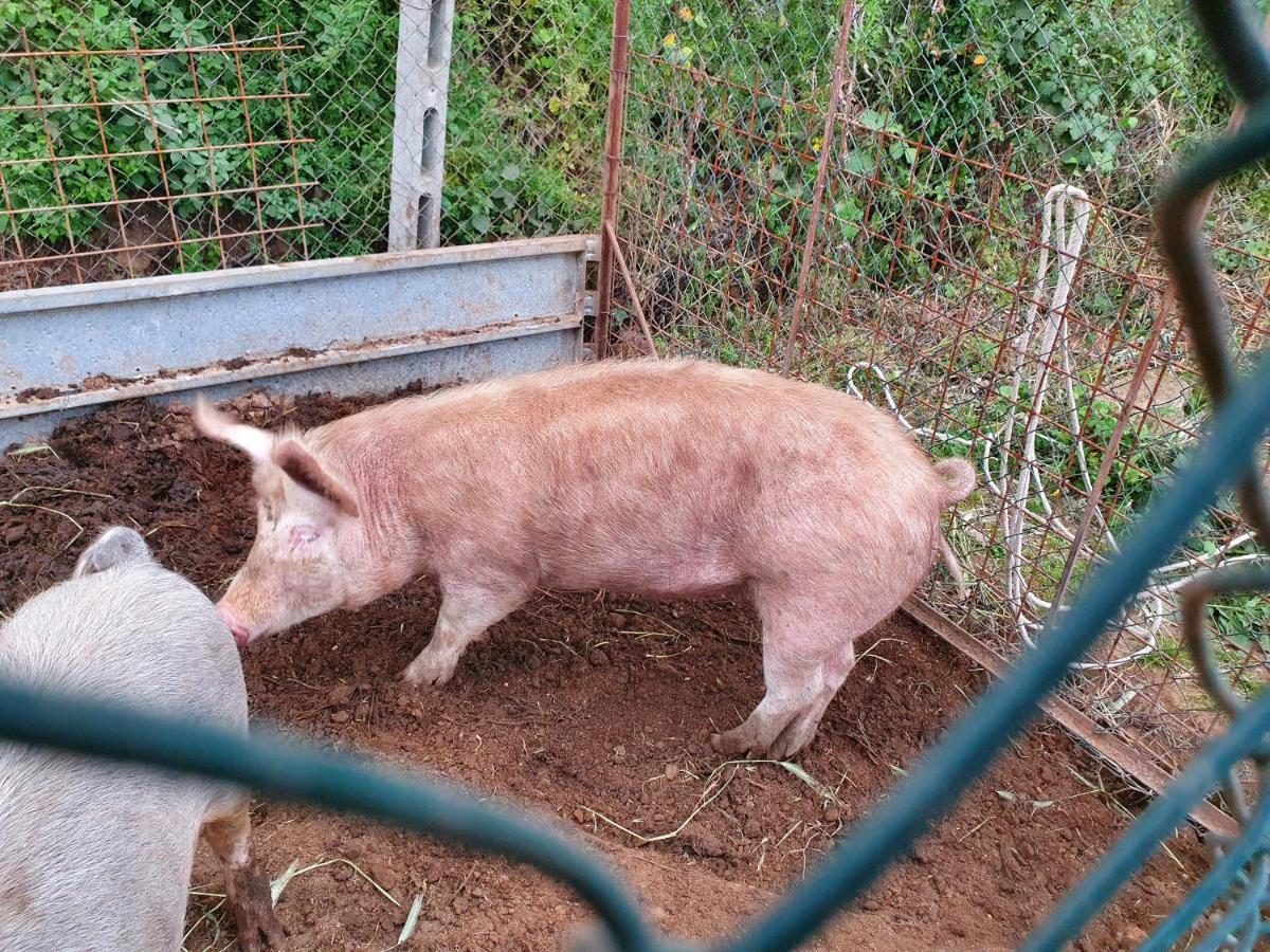 Azienda Agricola Sinisi Farm stay Cerveteri