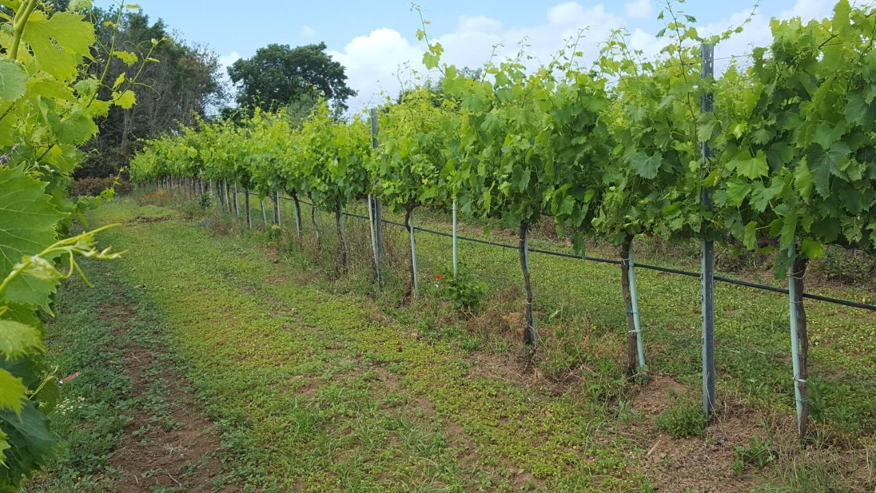 Azienda Agricola Sinisi Farm stay Cerveteri