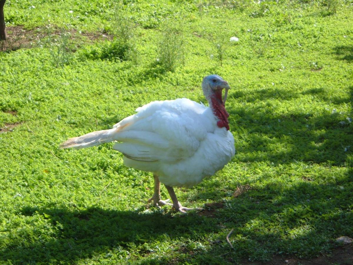 Azienda Agricola Sinisi * Cerveteri
