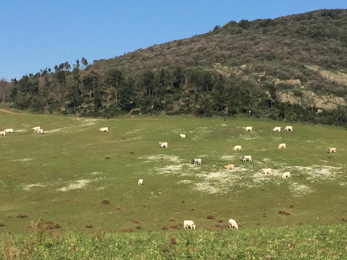 Azienda Agricola Sinisi Farm stay