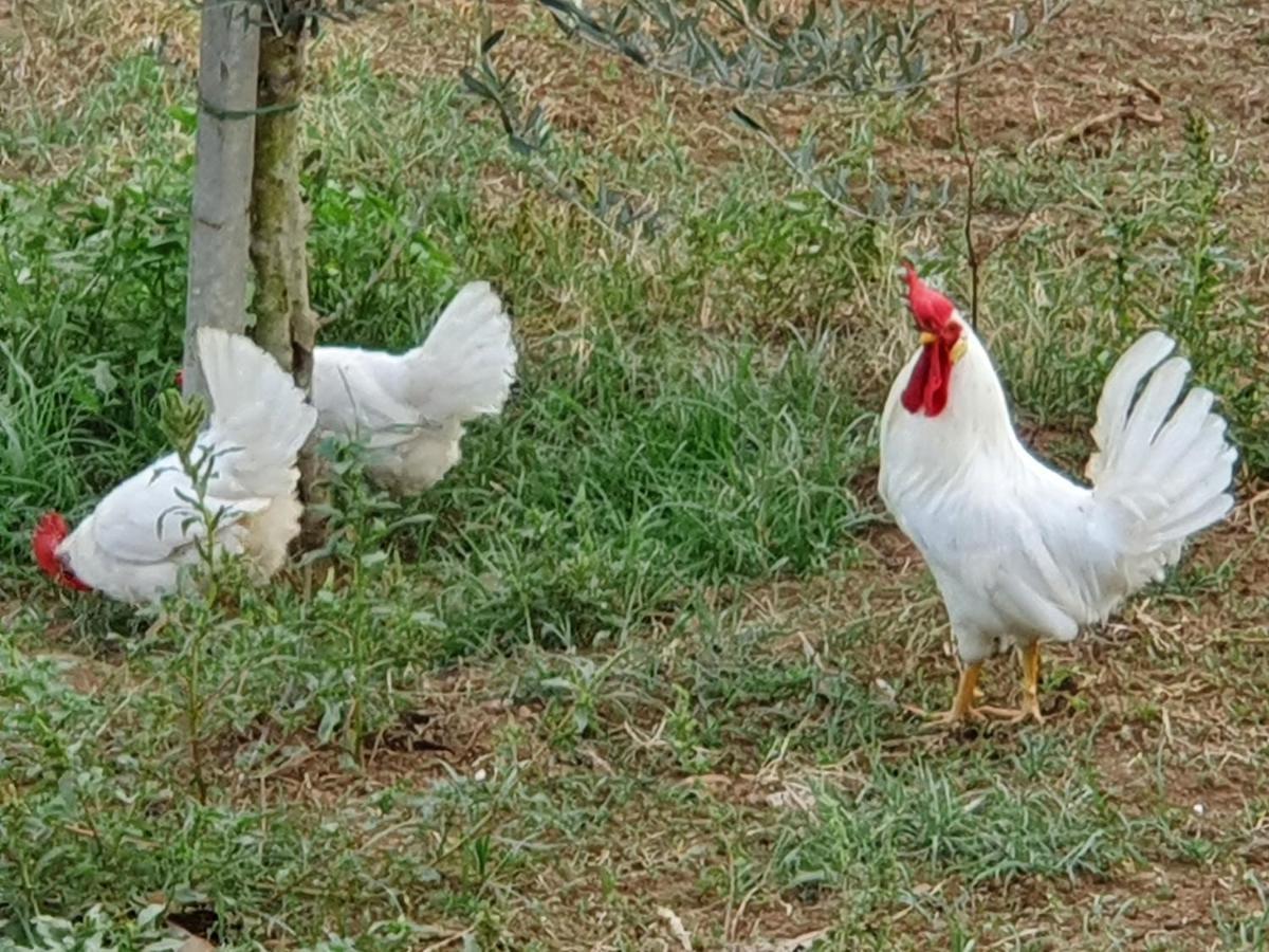 Farm stay Azienda Agricola Sinisi *